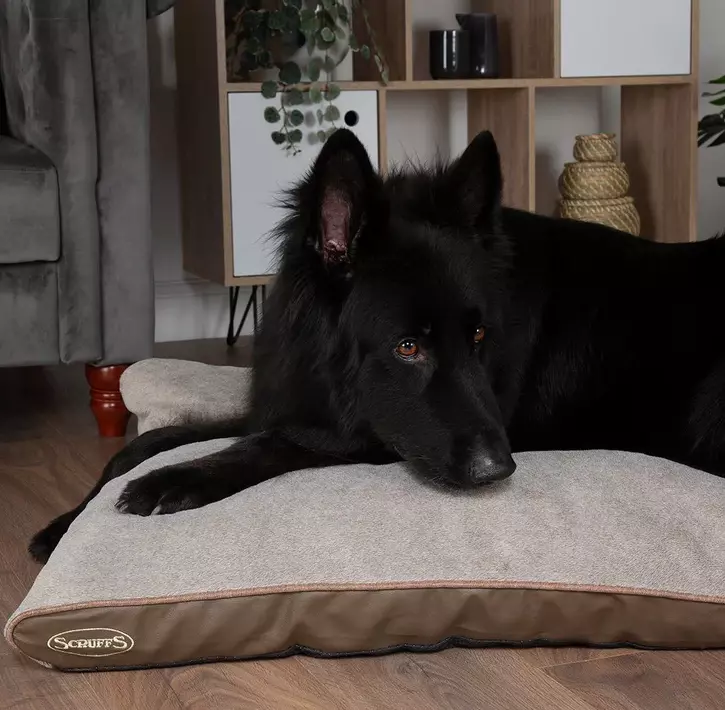 Scruffs Chateau Memory Foam Pillow
